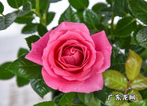 月季花语及代表意义