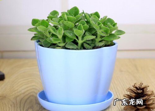 碰碰香的样子和特点描写