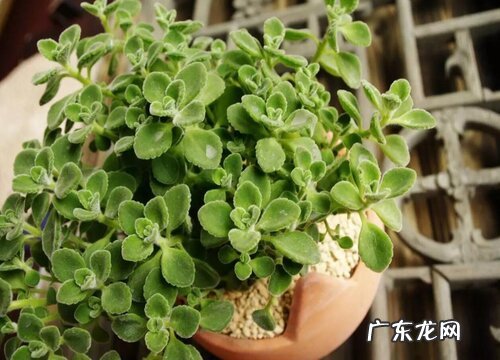 碰碰香的样子和特点描写