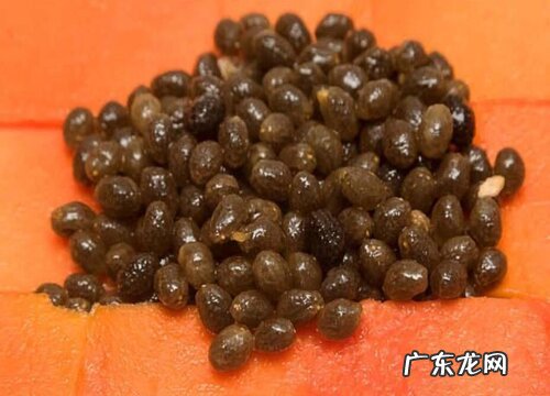 木瓜种子怎么种植