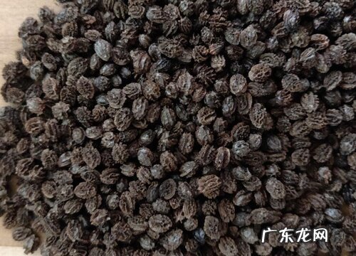 木瓜种子怎么种植