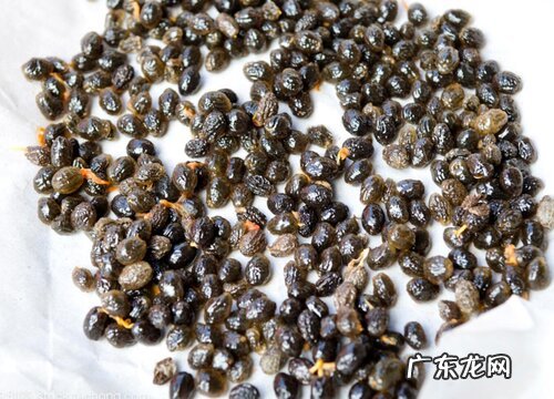 木瓜种子怎么种植