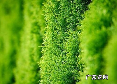 侧柏树在农村叫什么树