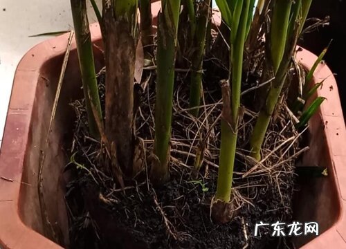 散尾葵烂根是什么原因 根烂了还能活吗