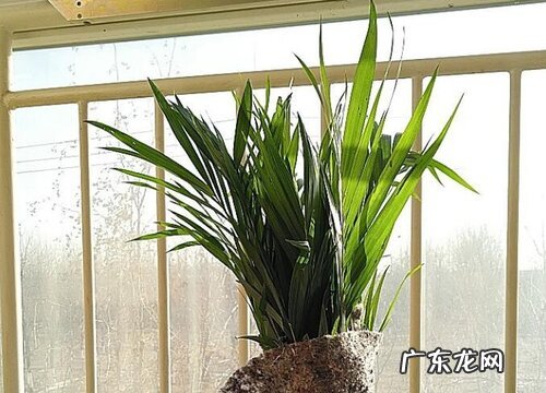 散尾葵烂根是什么原因 根烂了还能活吗