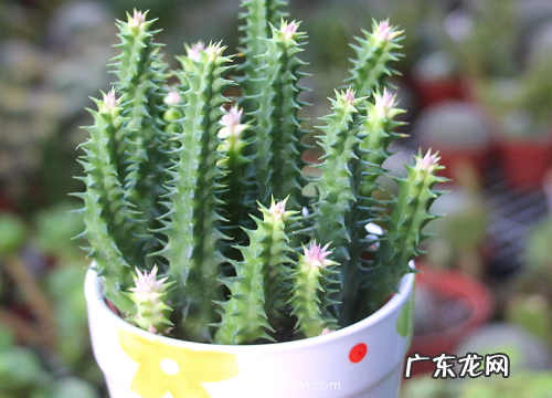 耐旱的植物有哪些