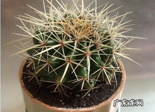 耐旱的植物有哪些