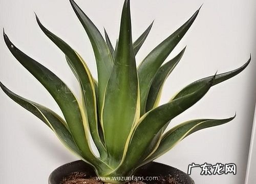 耐旱的植物有哪些