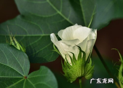 棉花开花吗 开花什么样子