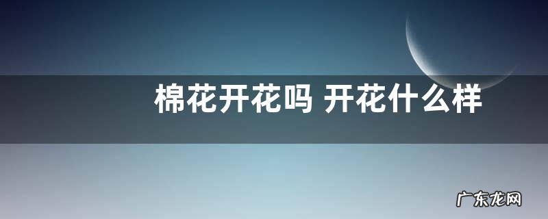 棉花开花吗 开花什么样子