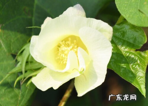 棉花开花吗 开花什么样子