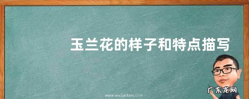 玉兰花的样子和特点描写
