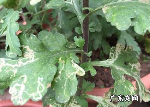 菊花病毒病症状与防治方法