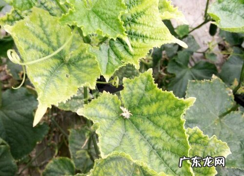黄瓜病虫害防治方法 综合预防措施