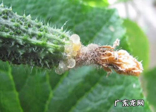 黄瓜病虫害防治方法 综合预防措施