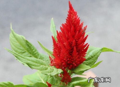 鸡冠花是什么颜色的