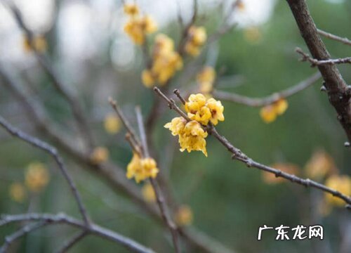 腊梅花的样子和特点描写