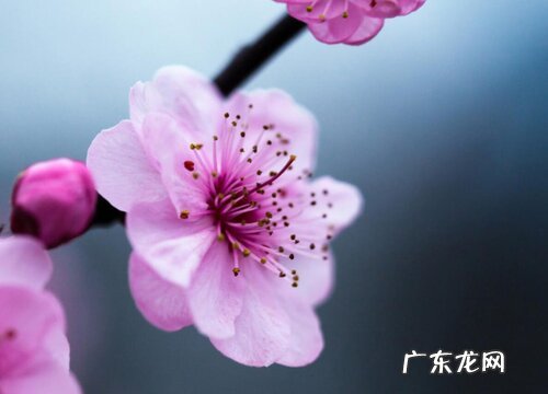 腊梅花的样子和特点描写