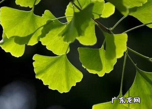 耐寒植物有哪些