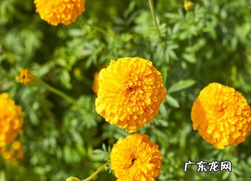 万寿菊花期多久时间