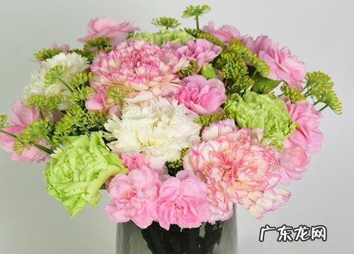 康乃馨的样子和特点描写