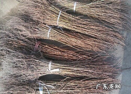 水杉根系发达吗