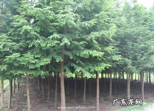 水杉根系发达吗