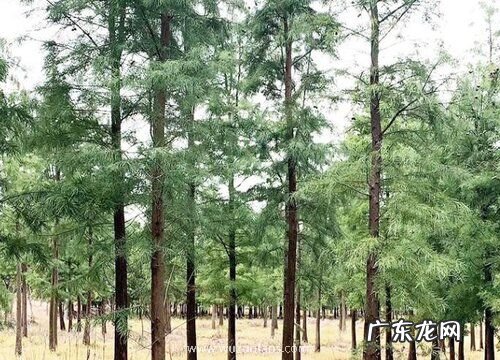 水杉根系发达吗