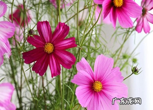 格桑花是什么颜色的