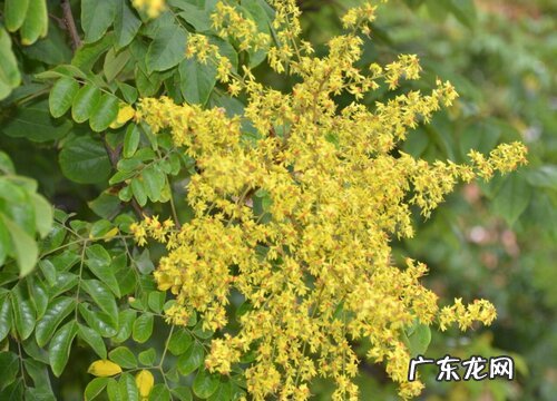 栾树开花吗 开花什么样子