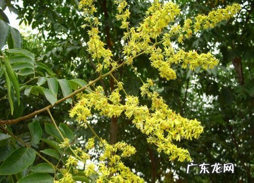 栾树开花吗 开花什么样子