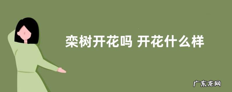 栾树开花吗 开花什么样子