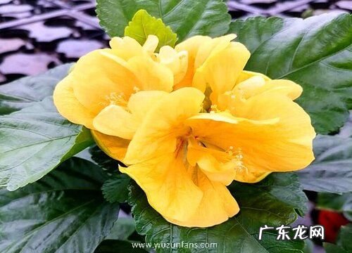 扶桑花水浇多了怎么办