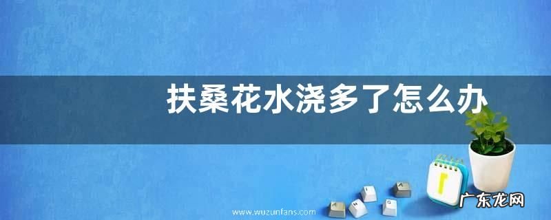 扶桑花水浇多了怎么办