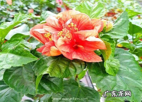 扶桑花水浇多了怎么办