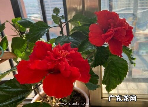 扶桑花水浇多了怎么办