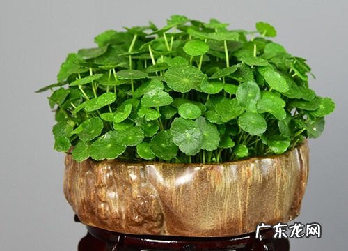 办公室招财植物有哪些