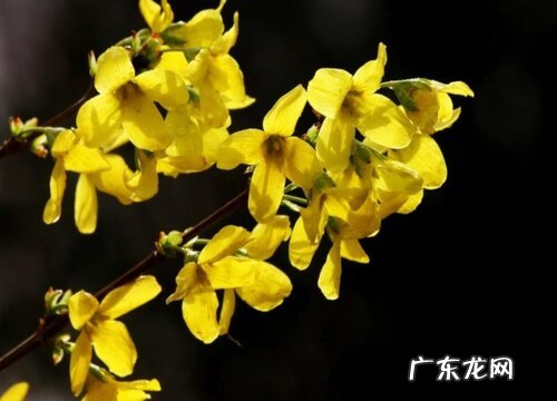 连翘花是什么颜色的