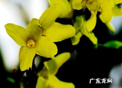 连翘花是什么颜色的