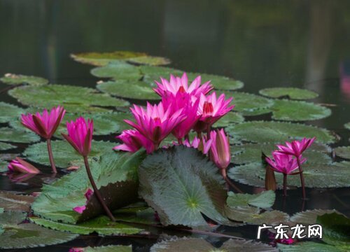 莲藕开花吗 开花什么样子