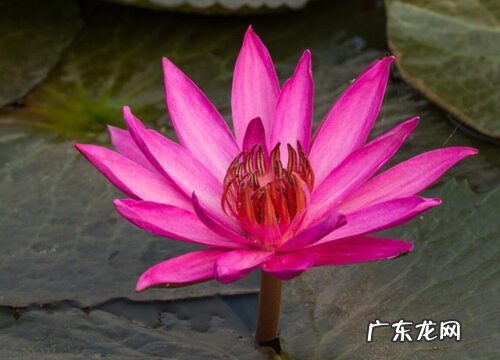 莲藕开花吗 开花什么样子
