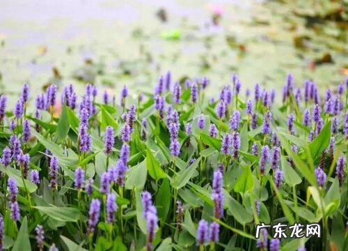 湿生植物有哪些