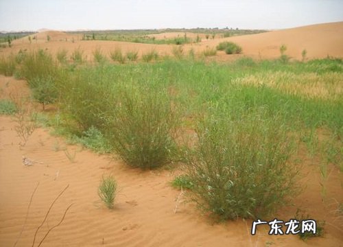 湿生植物有哪些