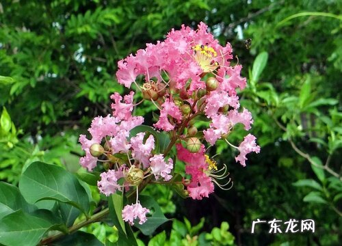 湿生植物有哪些