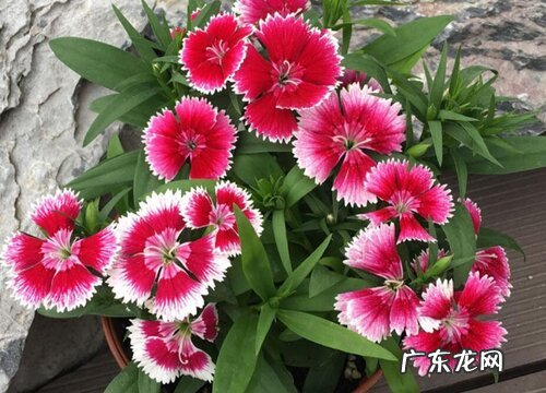 种植花草赚钱吗 种植利润如何