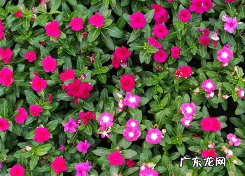 种植花草赚钱吗 种植利润如何