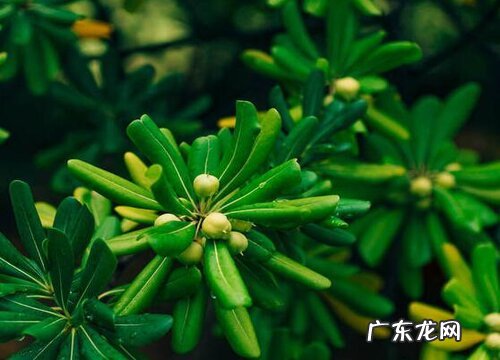 海桐开花吗 开花什么样子