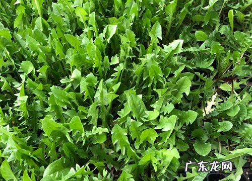 荠菜的样子和特点描写