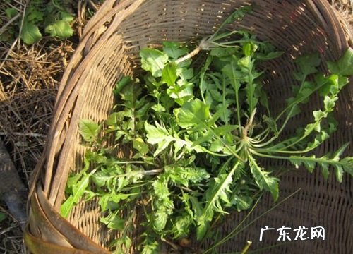 荠菜的样子和特点描写