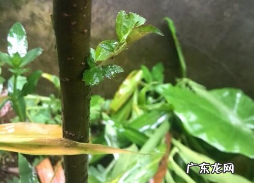芒果怕冷还是怕热